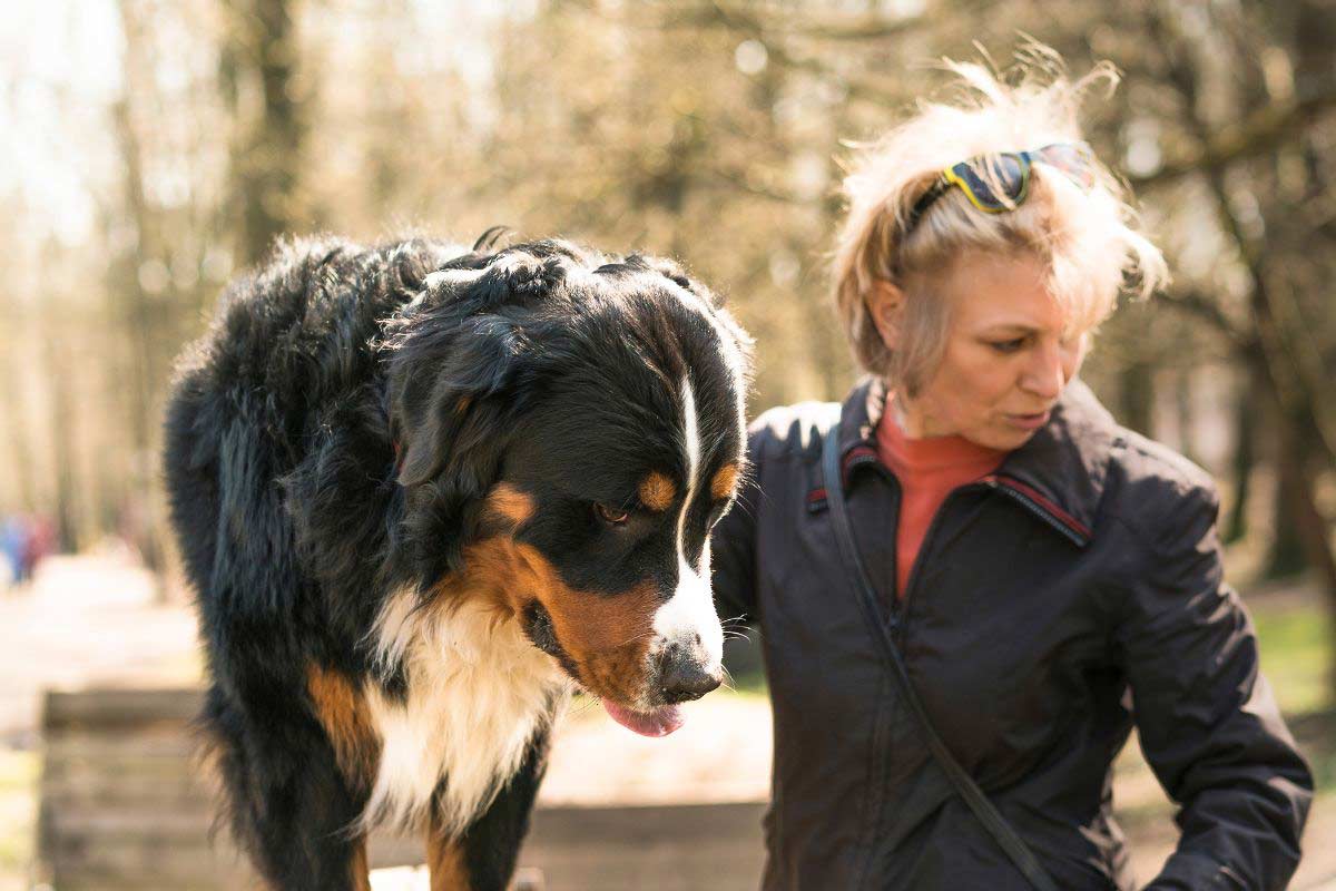 Comment Apprendre à Son Chien à Ne Pas Aboyer Sans Raison Les