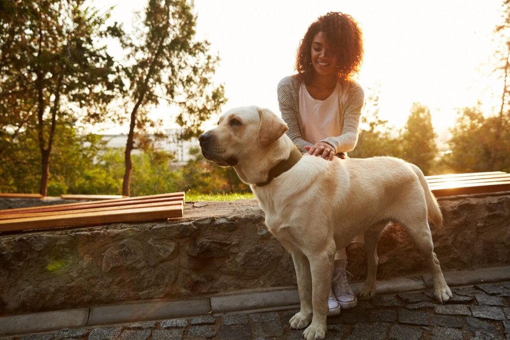 5 erreurs à éviter lors de l'éducation d'un chien