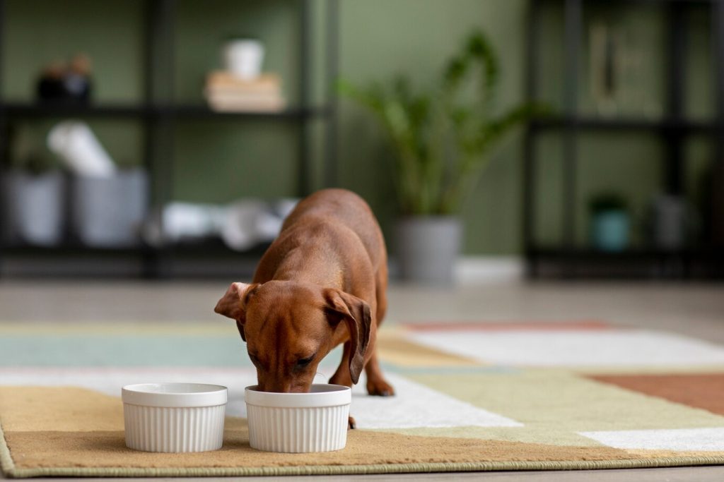 5 recettes de repas faits maison pour chiens