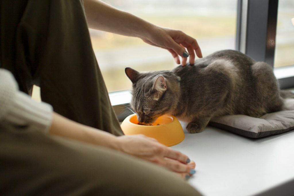 6 aliments à éviter pour la santé de votre chat