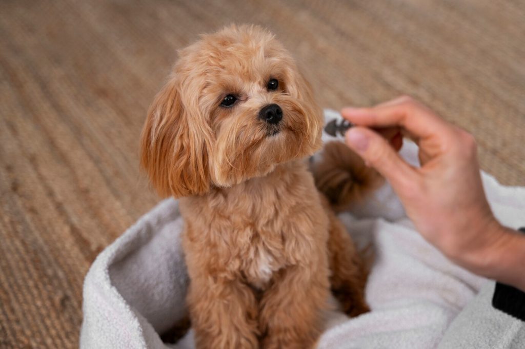 7 aliments à éviter pour la santé de votre chien