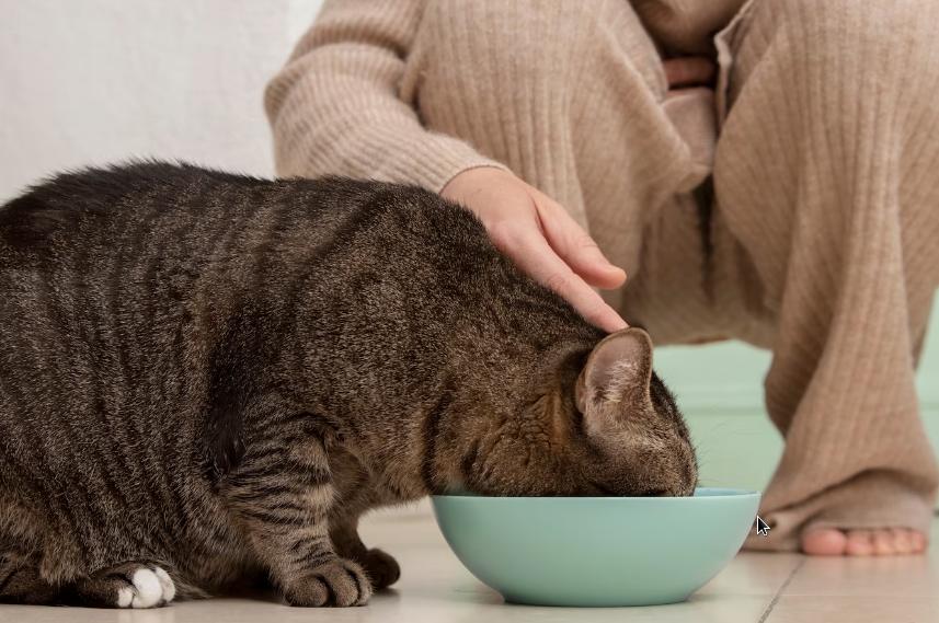 Comment préparer des repas faits maison pour votre chat ?