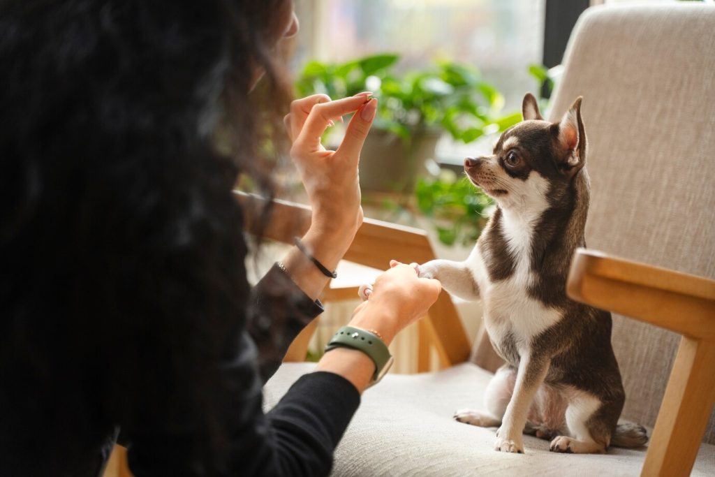 Comment savoir si mon chien est bien éduqué ?