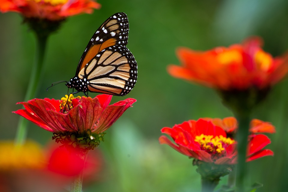 Le déclin des insectes : une menace pour la biodiversité mondiale