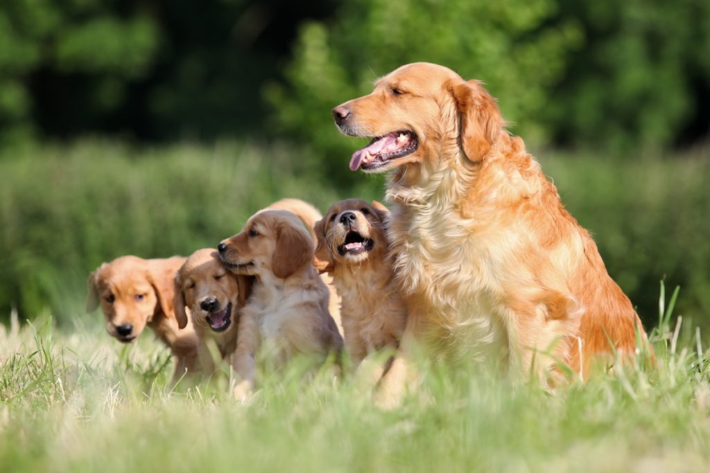 pension pour animaux de compagnie