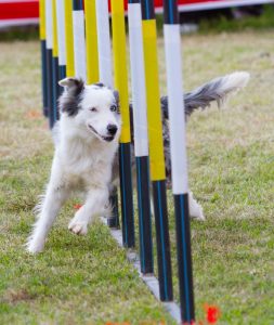 jeu pour animaux