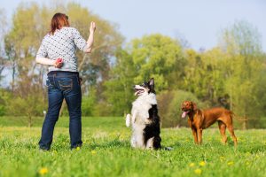 animaux de compagnie