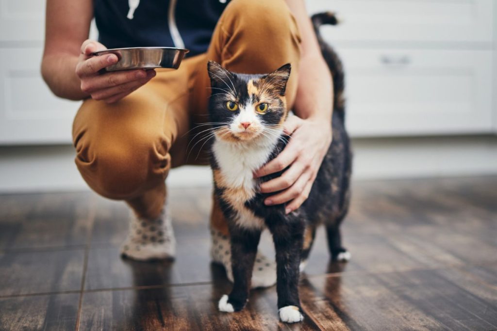 14-Assurez la sécurité de votre chat pendant la garde