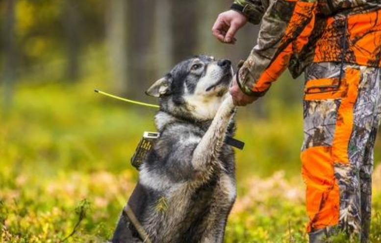 dressage chien de chasse