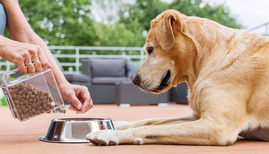 Bien nourrir vos animaux